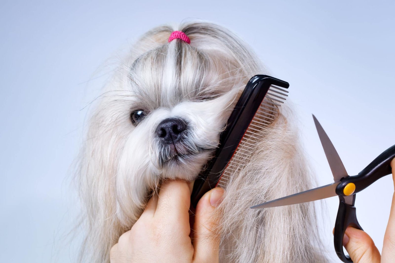 Le chien après son toilettage