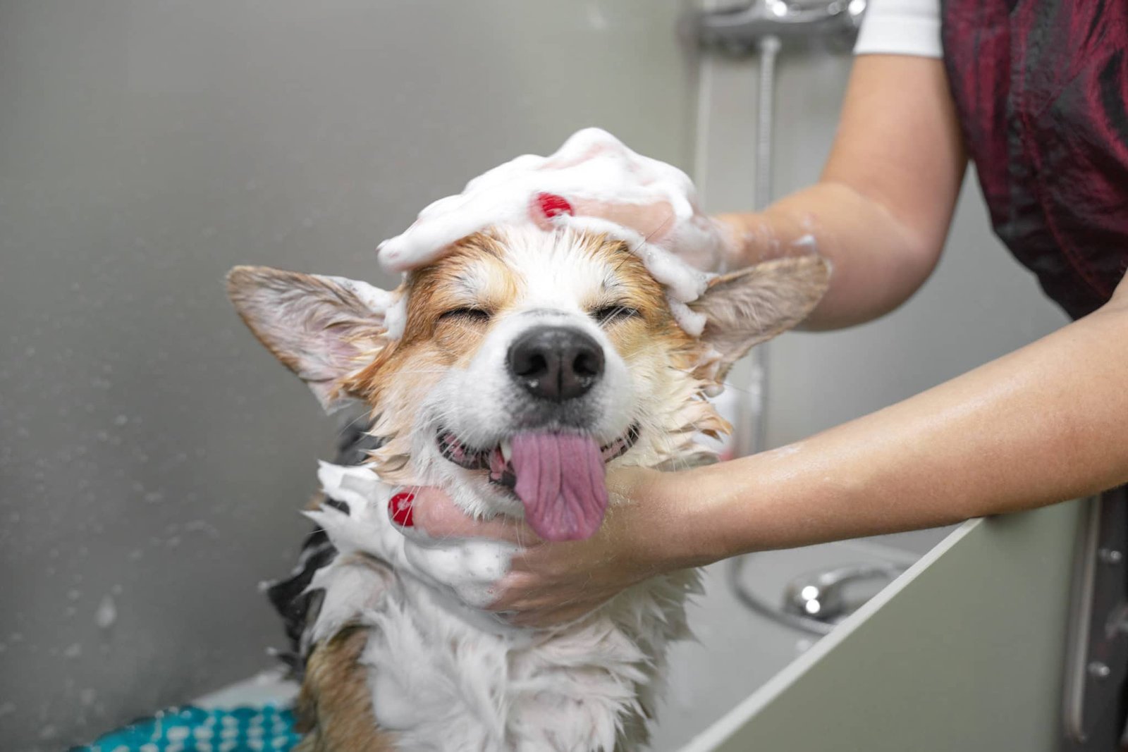 Shampoing d'un chien au salon Dog Paradise