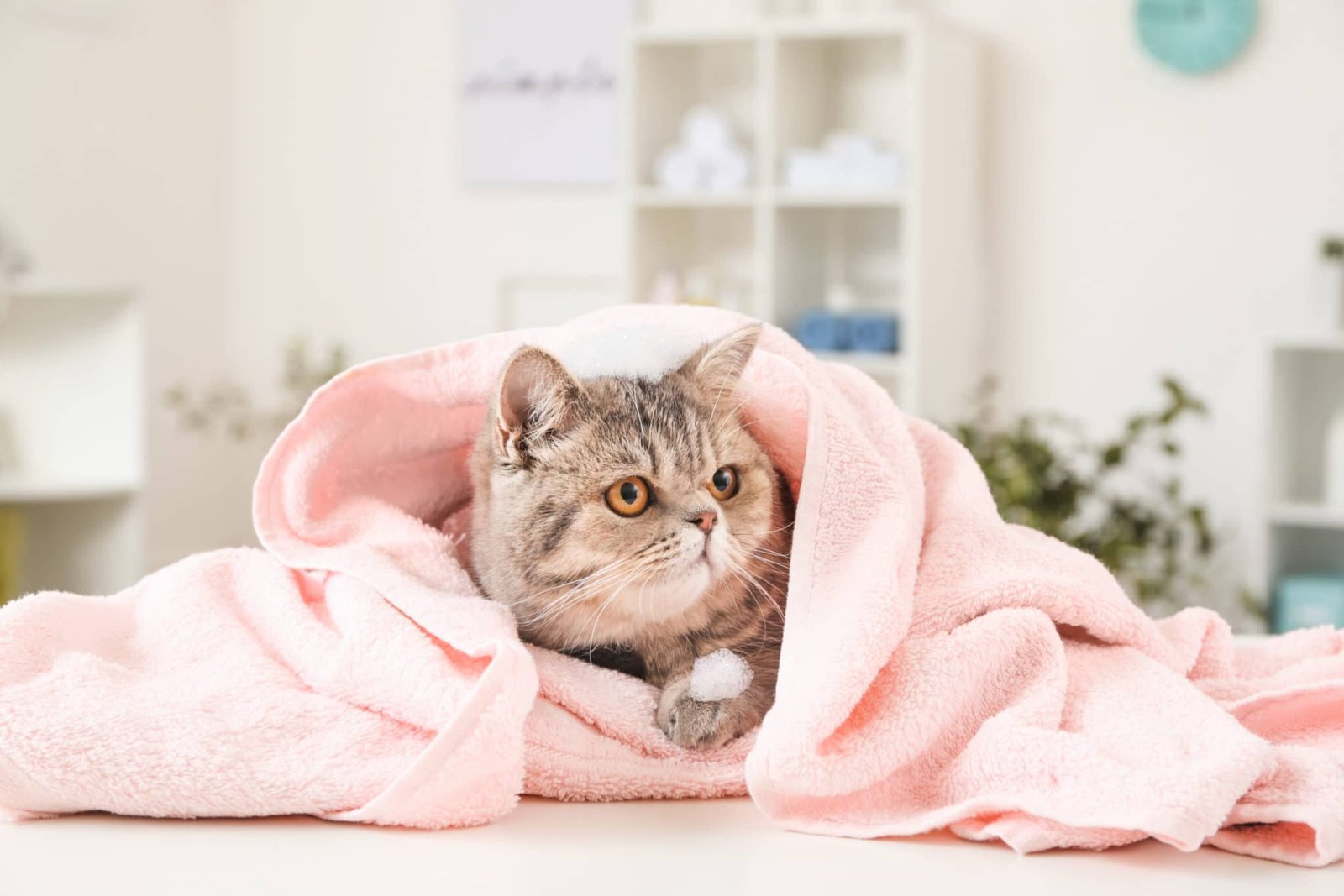 Chat toiletté au salon Dog Paradise à Nice